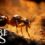 PC Vereisten Voor Empire of the Ants Onthuld